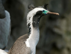 NZ Cormorant